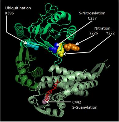 Hsp60 Post-translational Modifications: Functional and Pathological Consequences